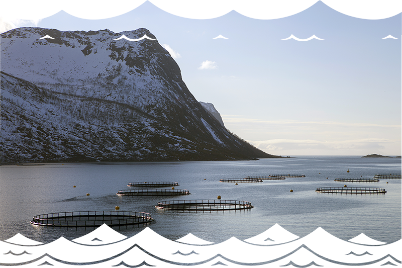 image of responsible fish farms for a sustainable future
